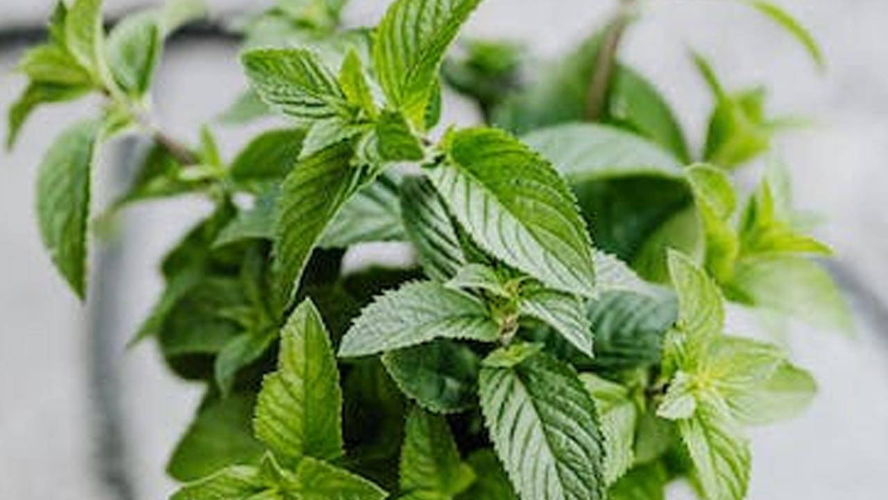 పుదీనా ఆరోగ్యానికి డాక్టర్.. ఎన్ని అనారోగ్య సమస్యలను దూరం చేస్తుందంటే..